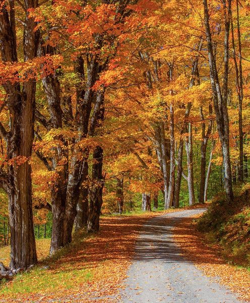 Gulin, Sylvia 아티스트의 USA-New England-Vermont gravel road lined with sugar maple in full Fall color작품입니다.